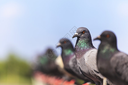 黑鸽子一连串的锁蓝色动物羽毛团体翅膀天空动物群生活自由电气图片