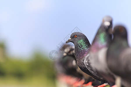 黑鸽子一连串的锁生活团体天空野生动物动物群金属羽毛荒野翅膀电气图片