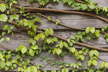 老房子上的常春藤旧木墙上的绿叶杂草叶子建筑学入口古董植物生长木头花园房子图片