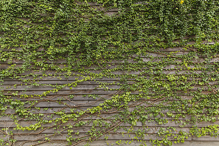 老房子上的常春藤旧木墙上的绿叶古董叶子建筑房子乡村建筑学木头藤蔓入口杂草图片