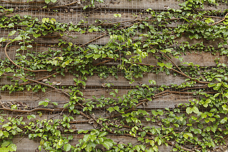 老房子上的常春藤旧木墙上的绿叶入口森林生长植物建筑叶子建筑学爬行者木头藤蔓图片