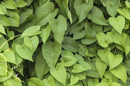 绿色常春藤叶子背景边界植物学植物群生长植物登山者花园爬行者藤蔓框架图片