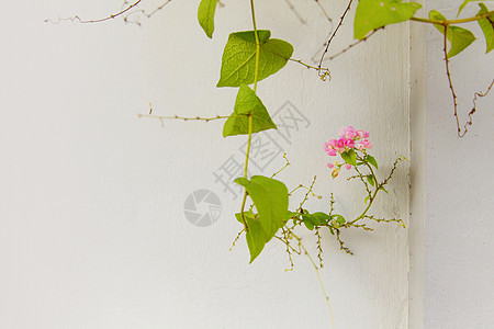 白墙背景上的绿色常春藤叶植物植物群白色藤蔓框架植物学叶子生长边界小路图片