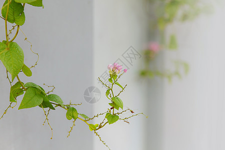 白墙背景上的绿色常春藤叶植物小路叶子白色框架植物学花园生长登山者爬行者图片