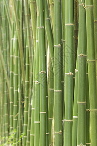 竹布背景背景木头丛林生长植物花园生态热带森林园艺叶子图片