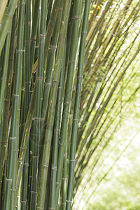 竹布背景背景墙纸森林园艺丛林植物热带环境叶子生长木头图片