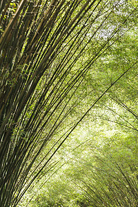 竹布背景背景园艺木头丛林热带植物文化生长生态叶子花园图片