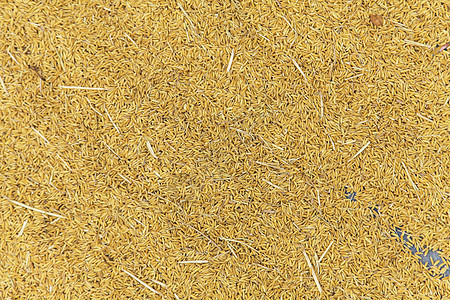 稻田背景 农民干米饭阳光种子植物生产收成农场黄色地面食物金子图片