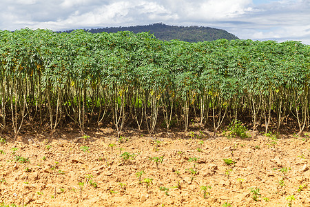 木薯树土壤花园叶子食物农业热带植物蓝色土地天空图片