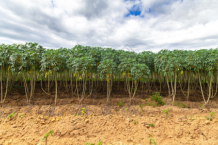 木薯树农民生长土地叶子农村食物种植园植物学植物土壤图片