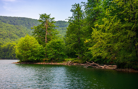 山湖岸边的白石森林图片