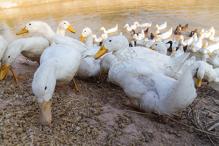 Duck Chase 字段农场农民荒野家禽鸟类农业热带野生动物食物草地图片