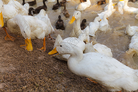 Duck Chase 字段农民农业国家食物动物热带文化风景农村团体图片