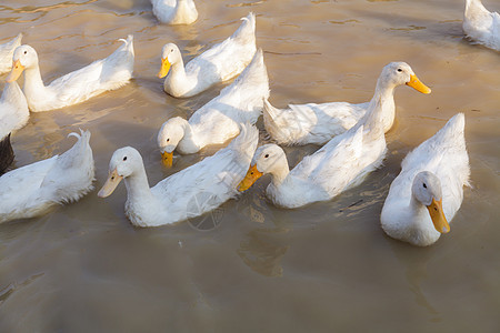 Duck Chase 字段荒野农民风景农场农业动物家禽鸟类国家游泳图片