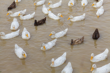 Duck Chase 字段热带荒野动物风景草地鸟类团体农村游泳野生动物图片