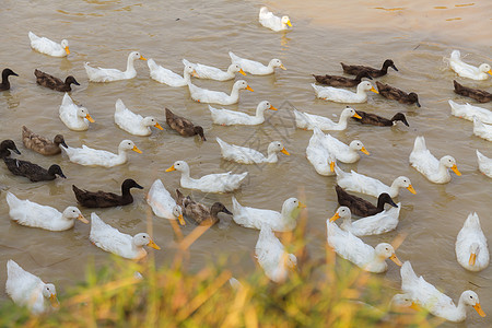 Duck Chase 字段游泳动物食物农场农业农村鸟类场地农民文化图片