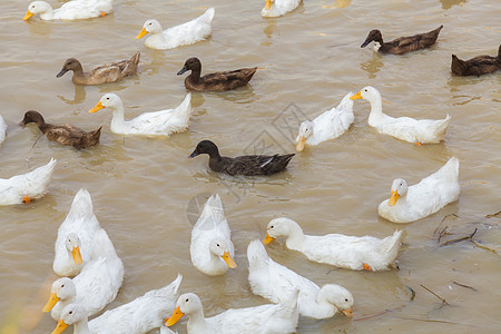 Duck Chase 字段国家农业草地家禽农村农民风景食物荒野鸟类图片