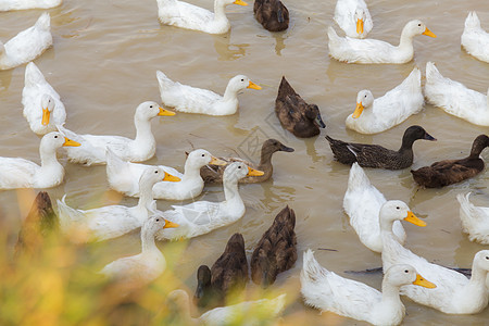 Duck Chase 字段国家文化野生动物农业游泳团体动物农村农民农场图片