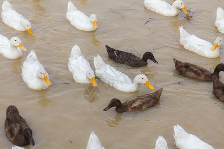 Duck Chase 字段动物食物农业鸟类家禽农民游泳荒野场地热带图片