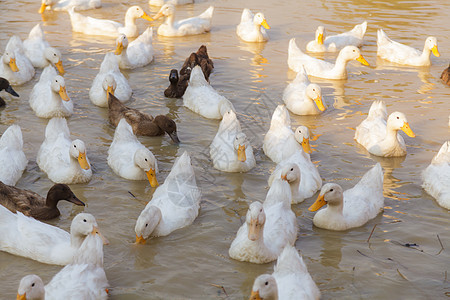 Duck Chase 字段农场热带农业国家团体农民野生动物鸟类风景农村图片