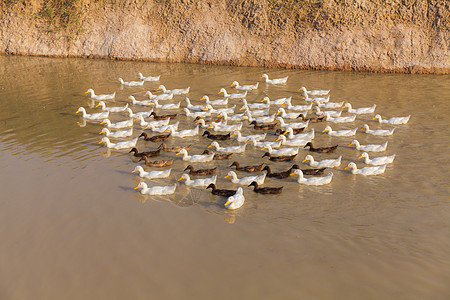 Duck Chase 字段农村国家食物家禽文化农民游泳场地野生动物鸟类图片