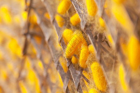 黄茧蚕蝴蝶农场文化纤维昆虫纺织品织物材料植物金子图片