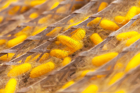 黄茧蚕纤维织物编织昆虫胶囊动物蝴蝶材料植物丝绸图片