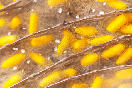 黄茧蚕丝绸编织纤维昆虫胶囊植物金子纺织品织物农场图片