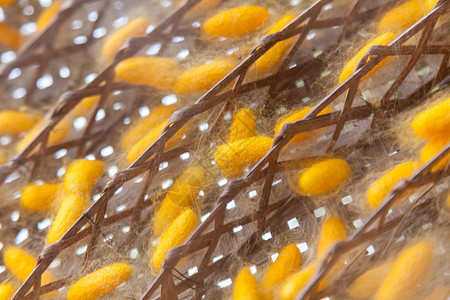 黄茧蚕蝴蝶农场丝绸织物金子材料植物动物纤维胶囊图片