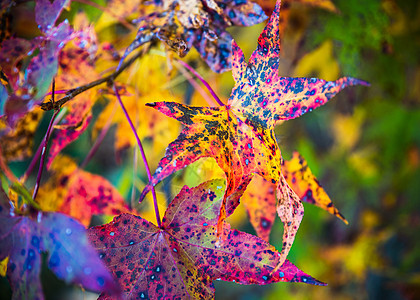 五颜六色的秋天落叶花园森林橙子叶子公园树叶植物紫色树木环境图片