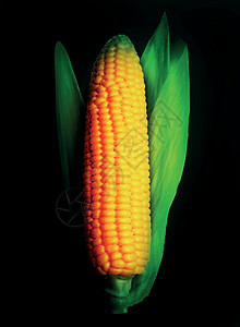 在黑色隔绝的玉米穗 韦克托图片