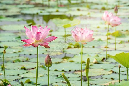 粉红莲花花花在海滨下池塘里鲜红的叶子中开花植物自恋内心冥想镜子热带荷花树叶花园图片