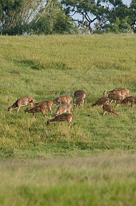 Chital Cheetal 斑斑鹿 轴鹿在玻璃林中行走白色鹿角荒野国家猎豹森林食草男性赤道公园图片