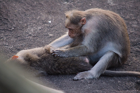 长尾木雕是猴子荒野哺乳动物婴儿家庭动物旅行乐趣毛皮野生动物图片