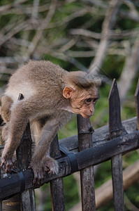 长尾木雕是猴子母亲荒野野生动物绿色动物哺乳动物旅行灵长类猕猴图片