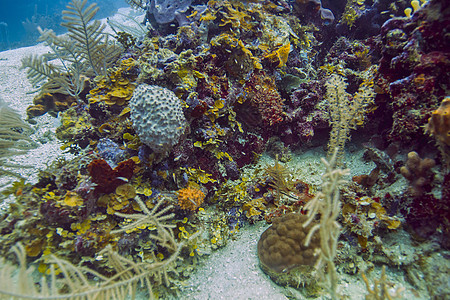 珊瑚礁的特写气候盐水水面热带自然界动物游泳阳光图片
