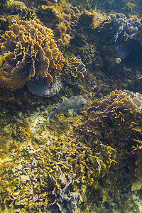 箭鱼在珊瑚礁中游图片
