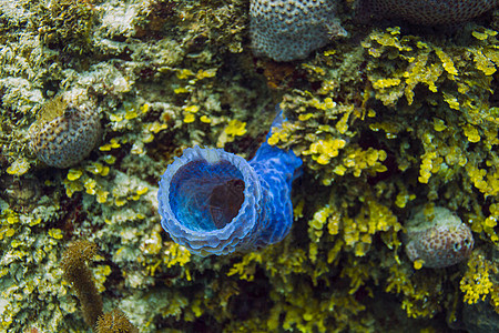 蓝色分支花状海绵图片
