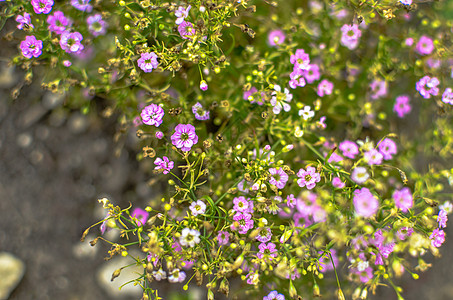 粉红色 玫瑰彩色 香鲜花花束紫色香雪球生长场地季节花园宏观叶子晴天图片