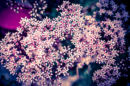由小星星花组成的塞达姆星的一枝花朵园艺花粉灌木植物园植物群花瓣花卉花蜜植物花头图片