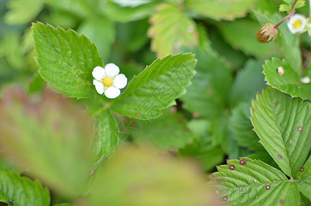 夏天盛满的草莓花朵花瓣农场荒野农业季节花园食物香味叶子宏观图片