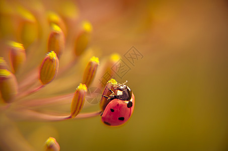 花朵上的Ladybug 宏观场景刀刃季节植物学捕食者昆虫草地植物群漏洞阳光草本植物图片