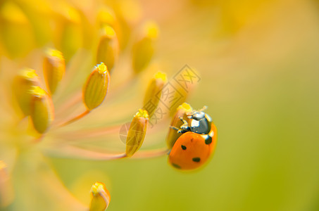 花朵上的Ladybug 宏观场景季节叶子瓢虫动物草本植物漏洞甲虫阳光植物环境图片