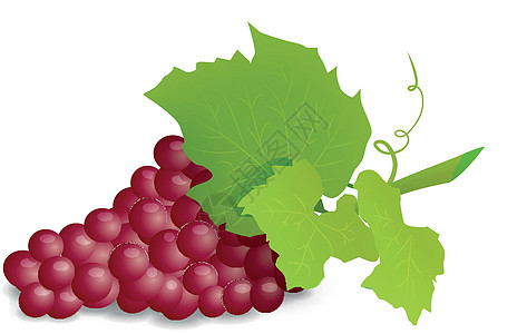 带红葡萄的葡萄树枝 现实的矢量光化谎言果汁植物农业藤蔓绿色白色叶子黑色艺术图片