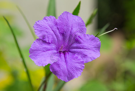 紫色或野生幸福环境季节牵牛花叶子植物群香玉杯垫植物治疗图片