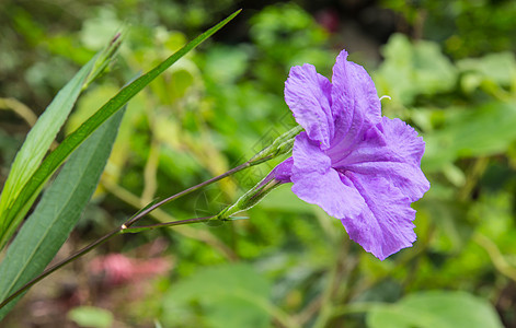 紫色或野生牵牛花治疗植物群传统地面杯垫小枝幸福风疹生长图片