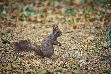地面松鼠尾巴哺乳动物兔科脊椎动物小动物树松鼠动物群图片