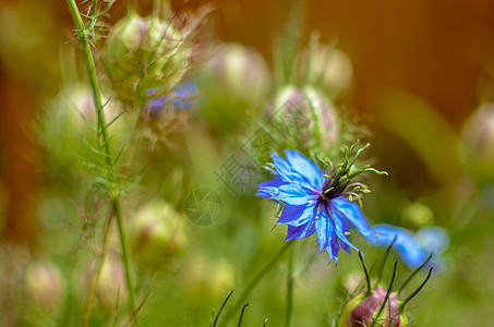 花卉 花床上有不同颜色的蓝色花朵荒野宏观生长日光黑种草叶子公园晚春灌木植物图片