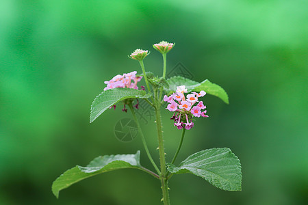 粉色亚拿花瓣热带草本植物植物学植物群花朵灌木花园园艺叶子图片