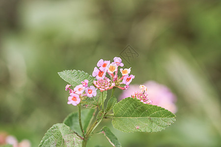 粉色亚拿植物学植物群橙子花园热带园艺花瓣花朵灌木叶子图片